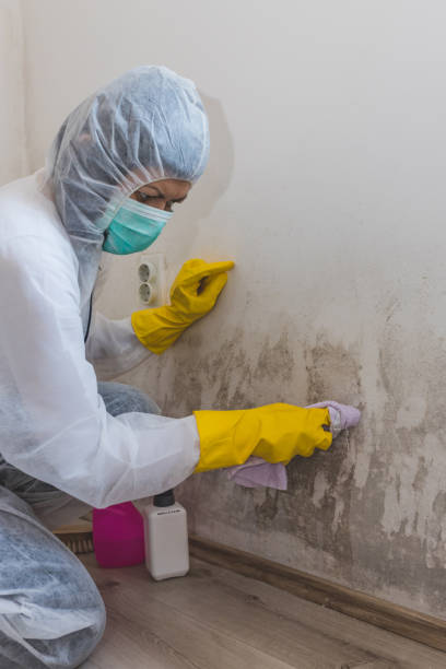 Best Post-Remediation Verification Testing  in St Ann, MO